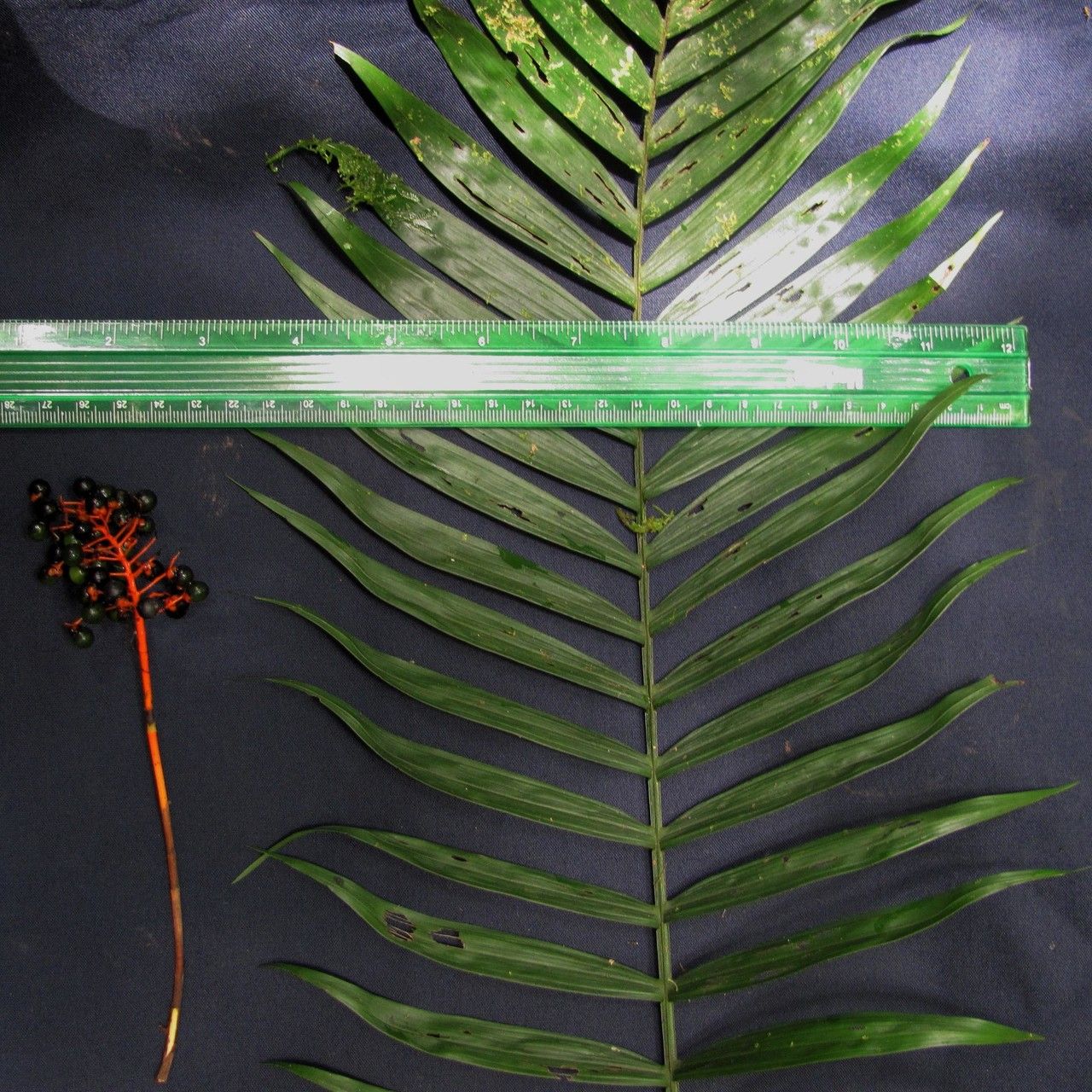 Chamaedorea binderi leaf