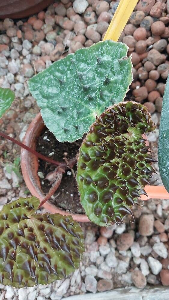 Begonia melanobullata leaf