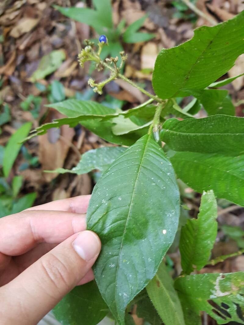 Palicourea acicularis leaf