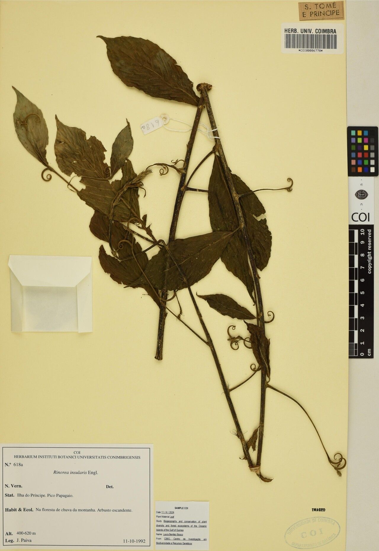 Rinorea insularis — houseplant care guide