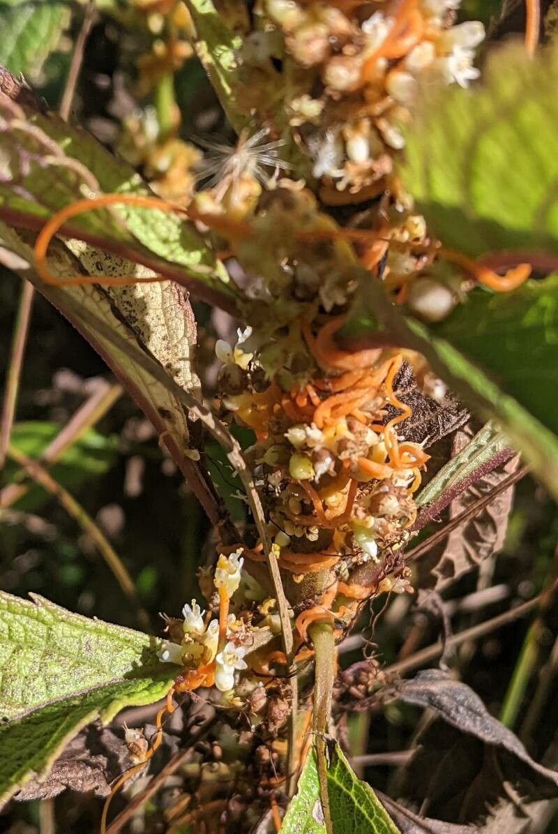 Cuscuta gronovii bark