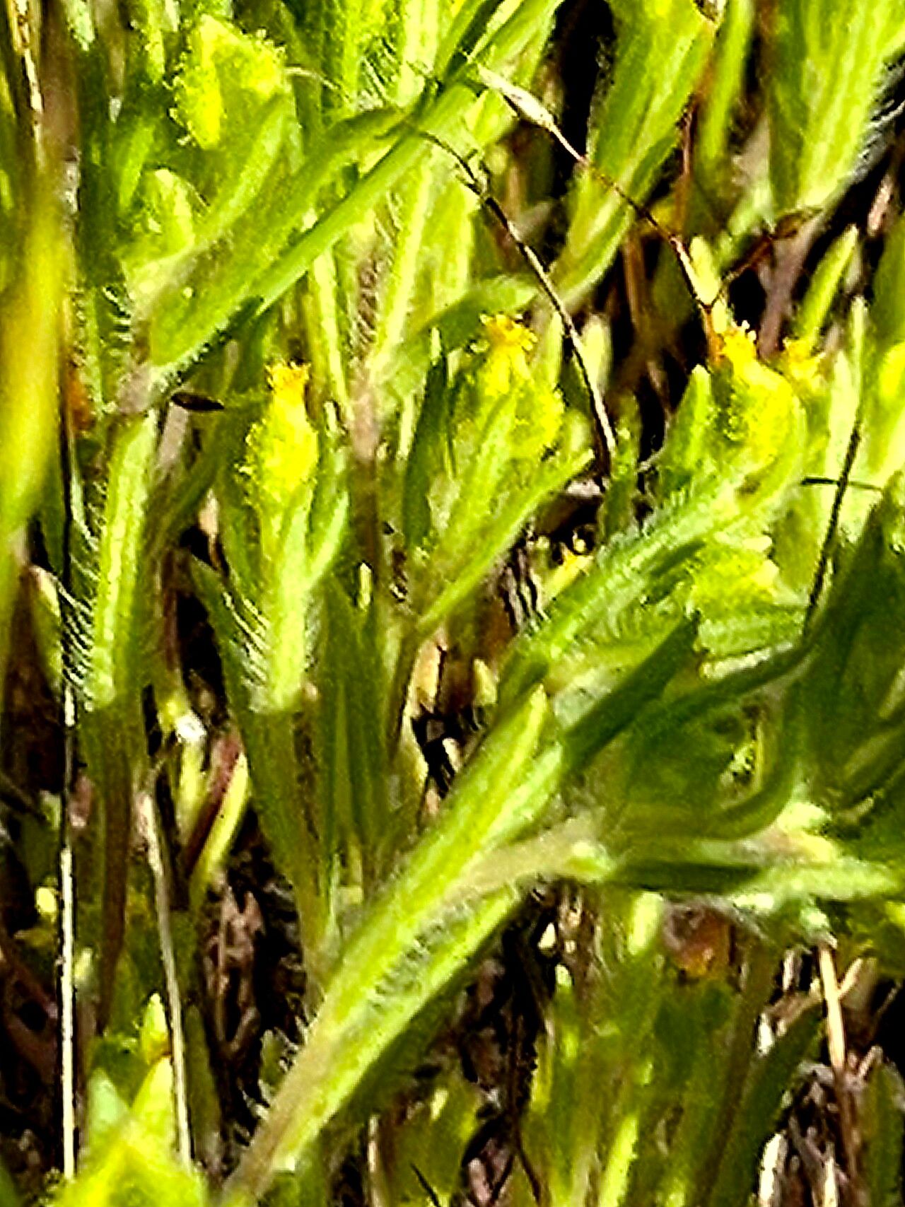 Madia exigua — related species from the same genus