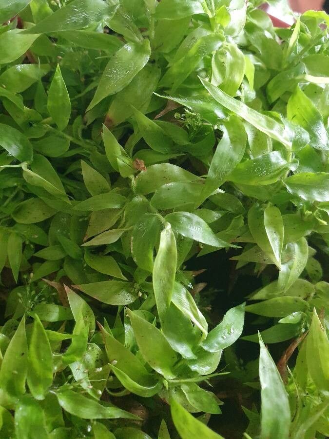 Asparagus asparagoides leaf