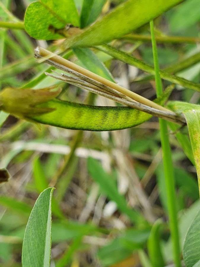 Tephrosia hildebrandtii fruit