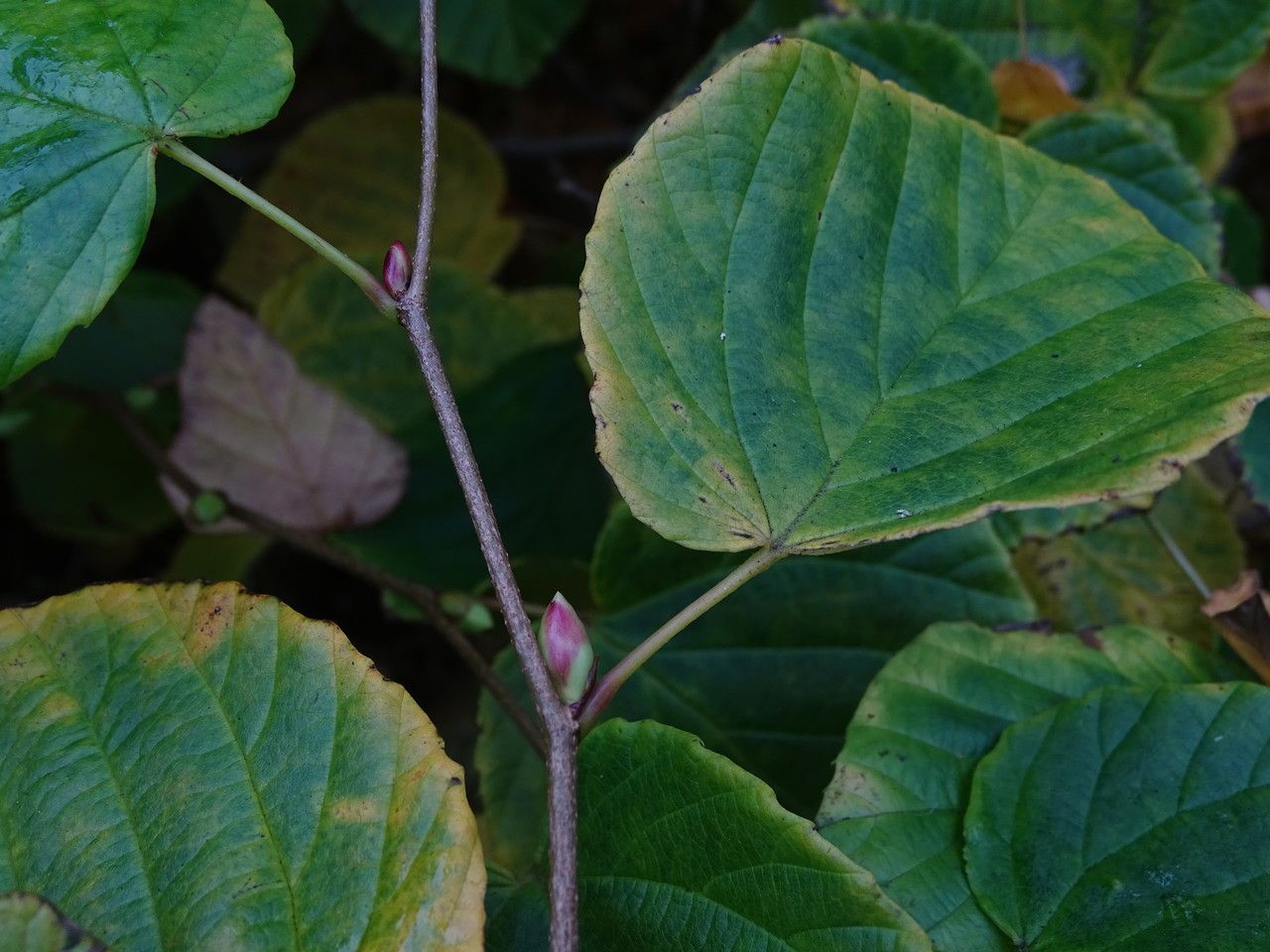 Corylopsis glabrescens bark