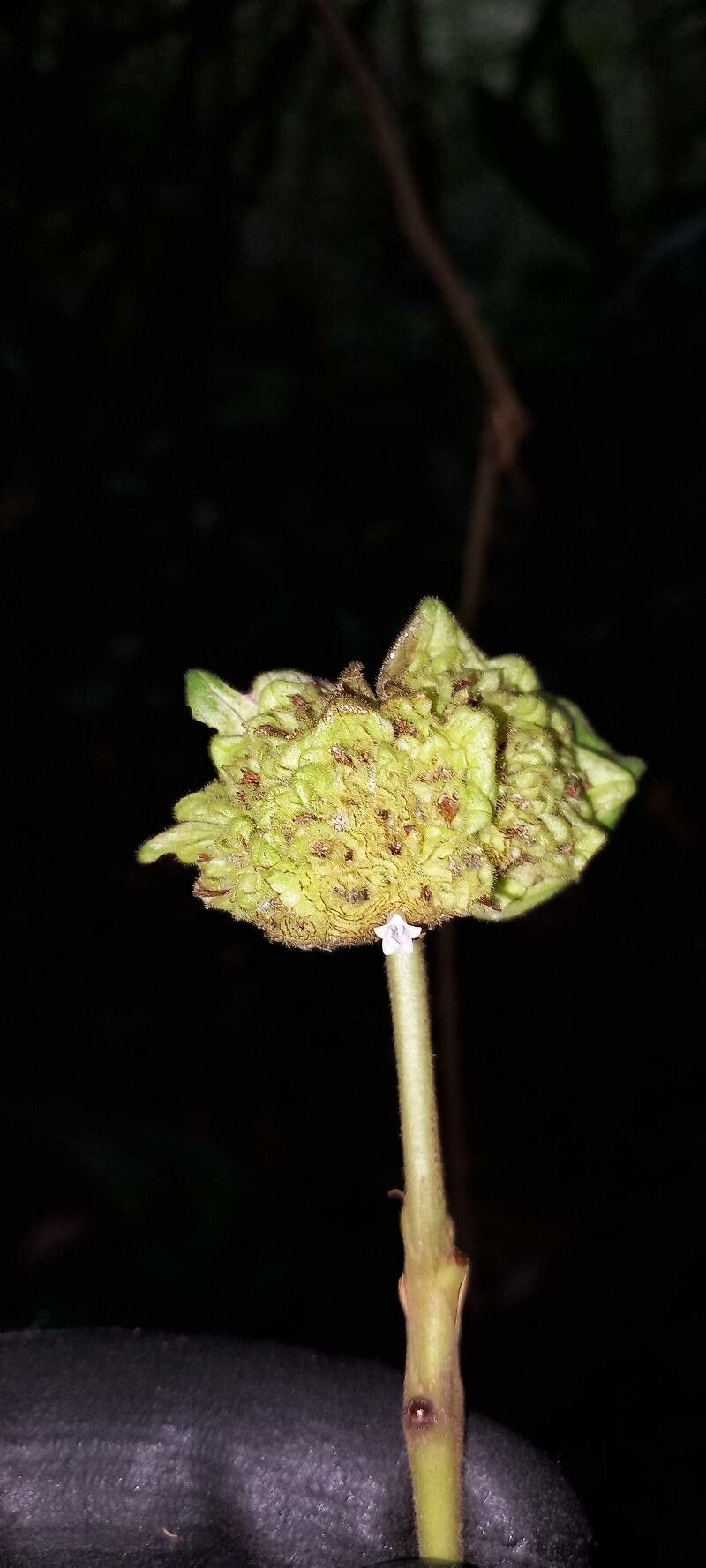 Palicourea bracteocardia flower