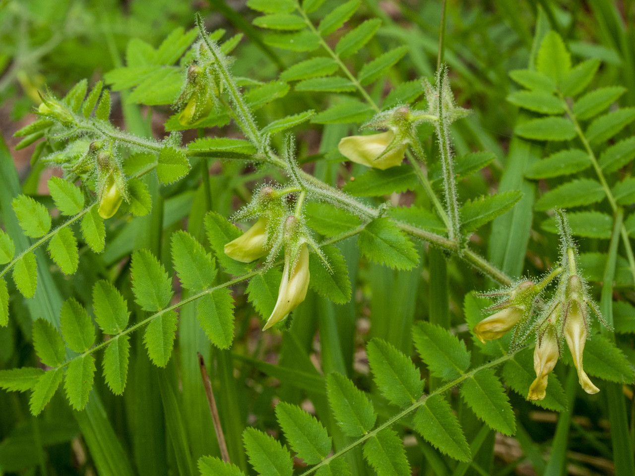 Cicer montbretii flower