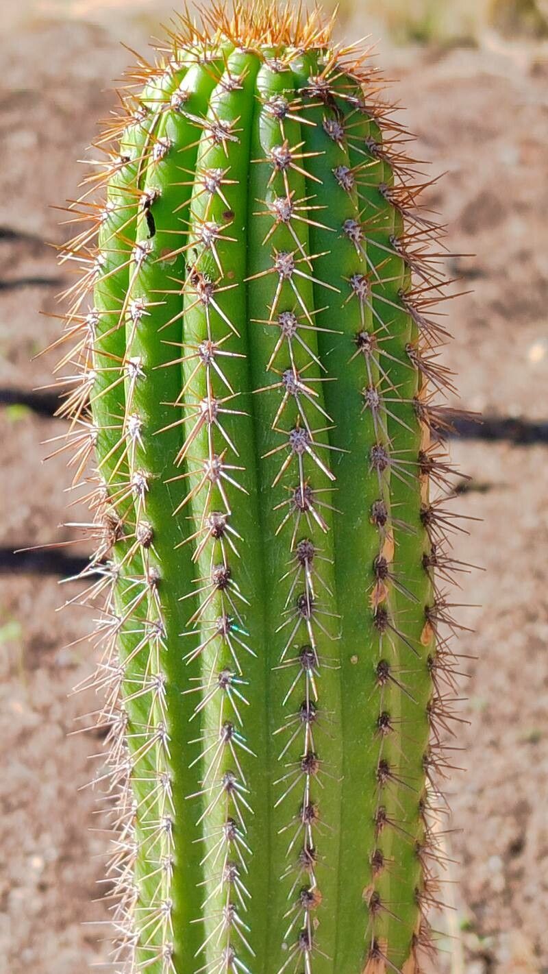 Soehrensia spachiana leaf