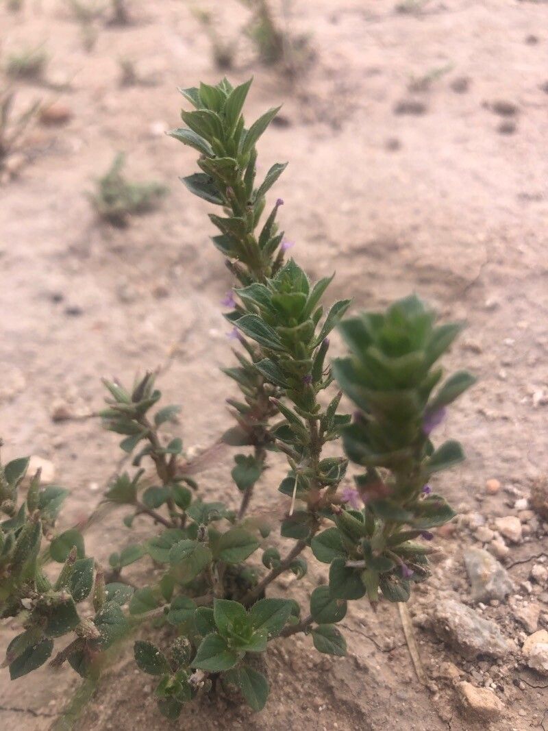 Ziziphora hispanica — related species from the same genus