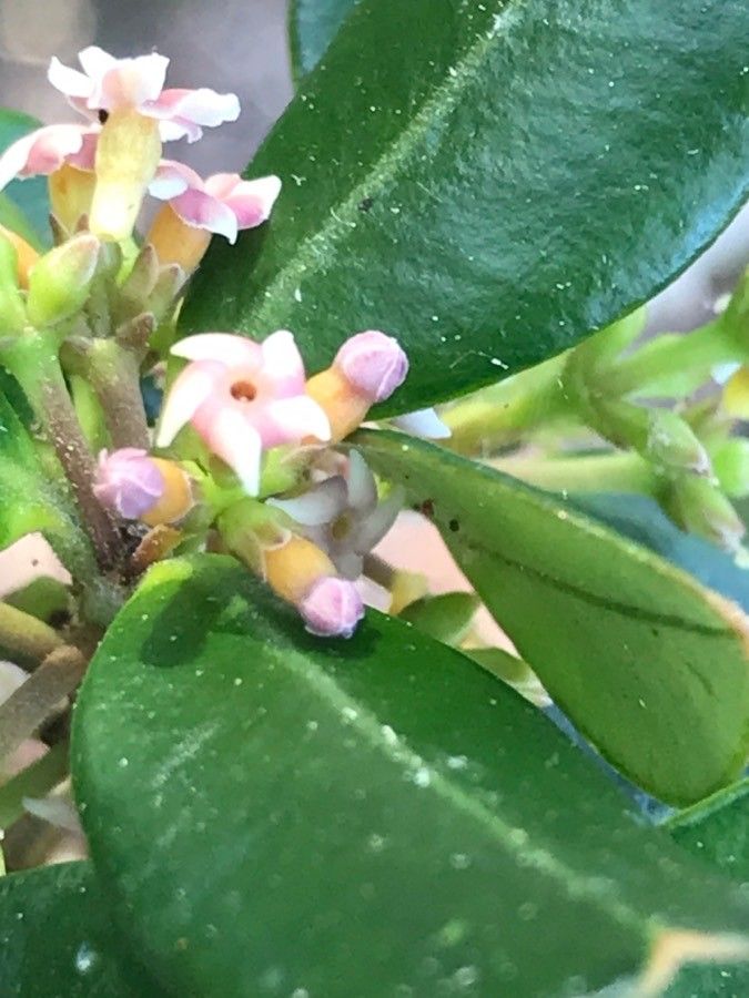 Alyxia clusiophylla flower