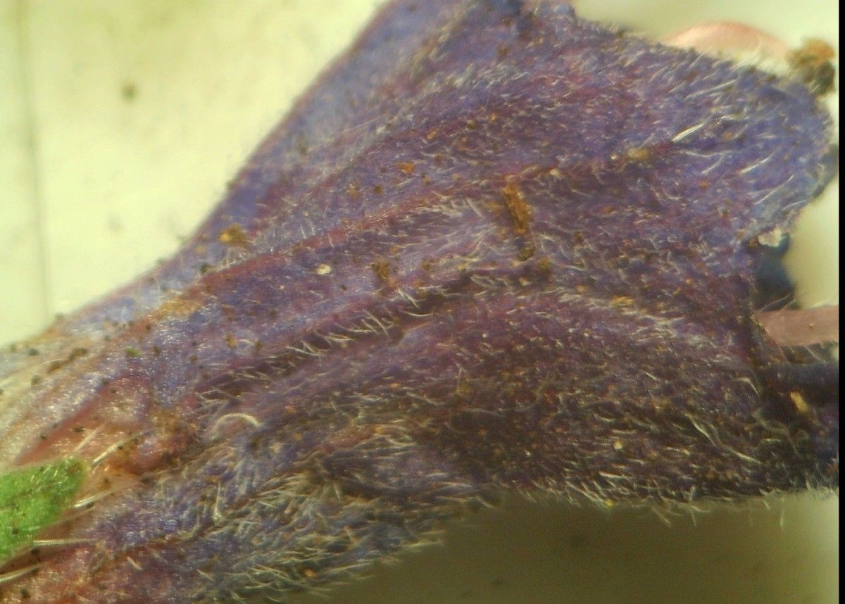 Echium rosulatum bark