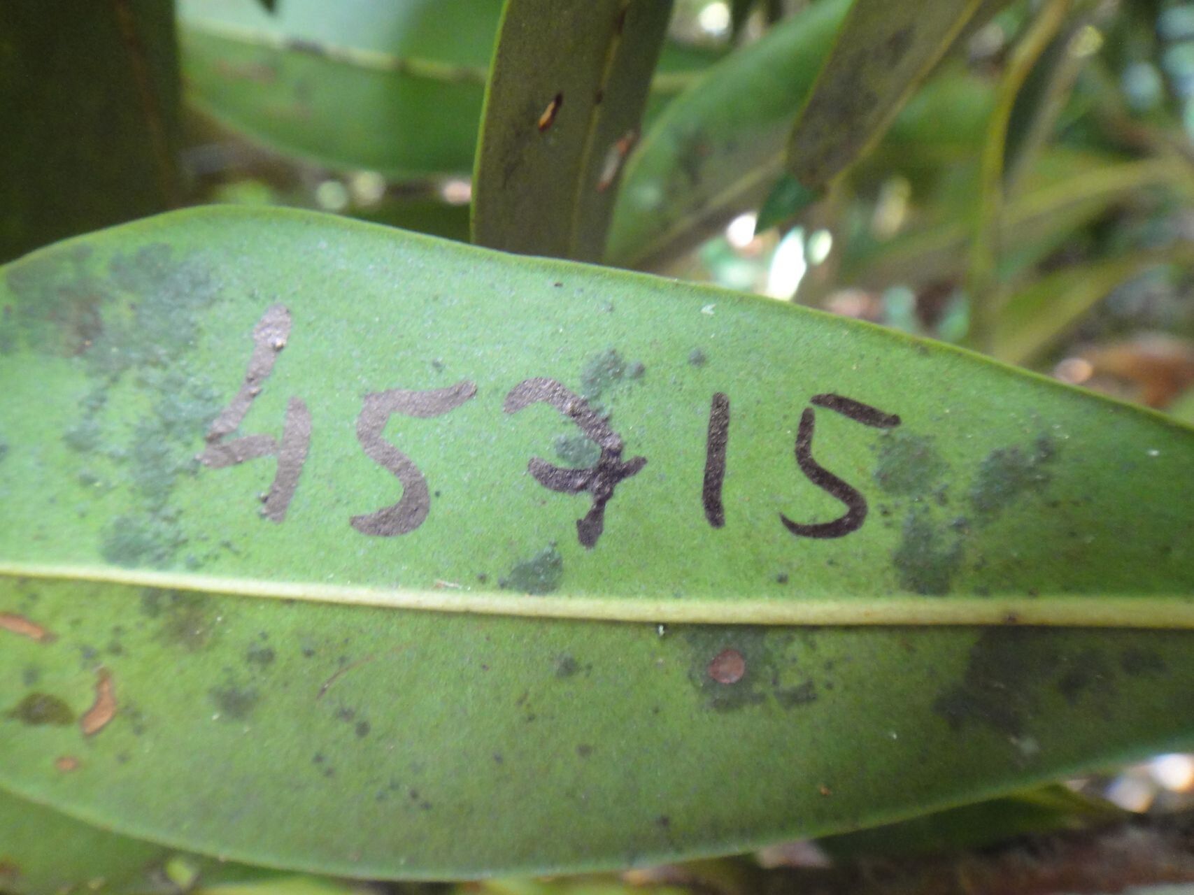 Myrsine citrifolia leaf