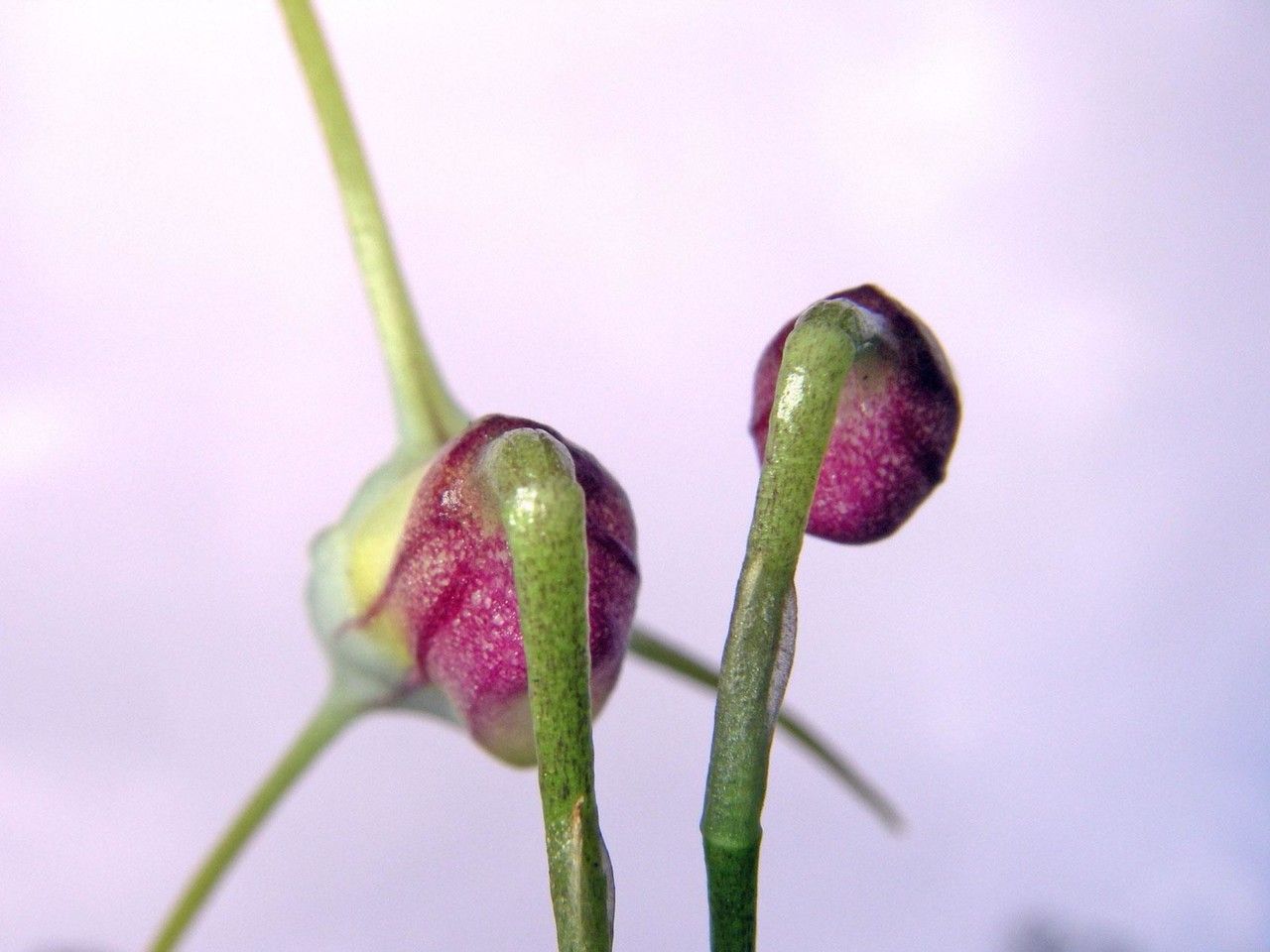 Masdevallia attenuata fruit