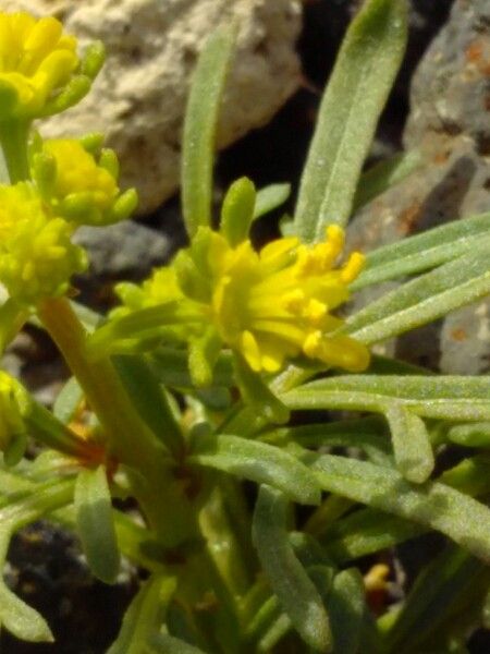 Reseda crystallina flower