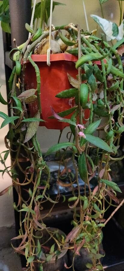 Euphorbia neorubella habit