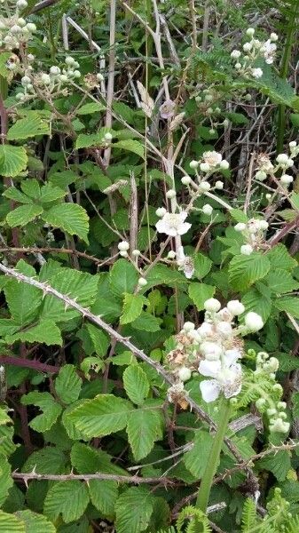 Rubus pyramidalis flower