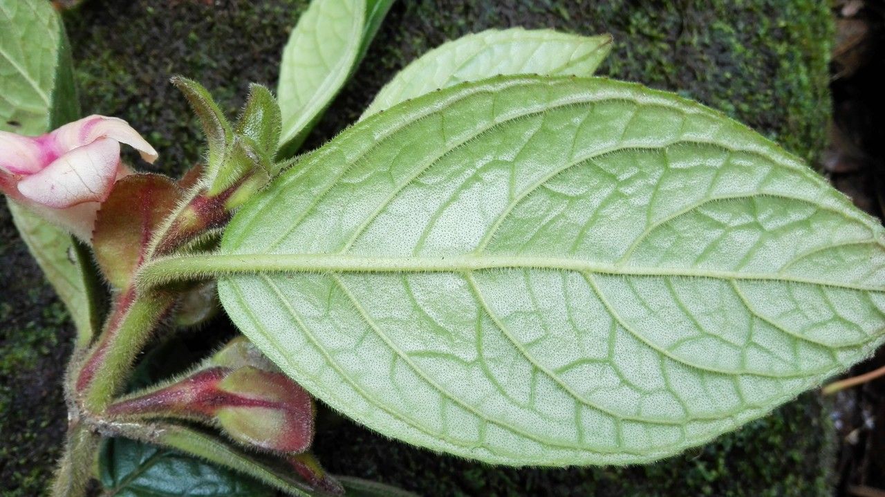 Drymonia alloplectoides — related species from the same genus