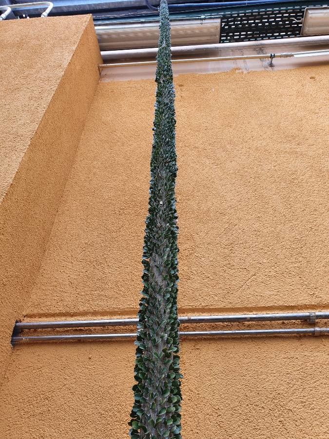 Alluaudia ascendens habit