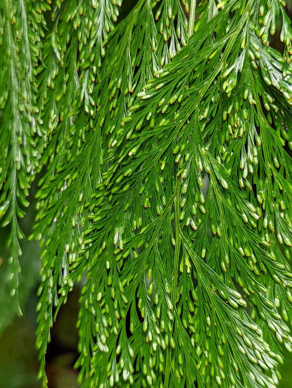 Davallia solida fruit