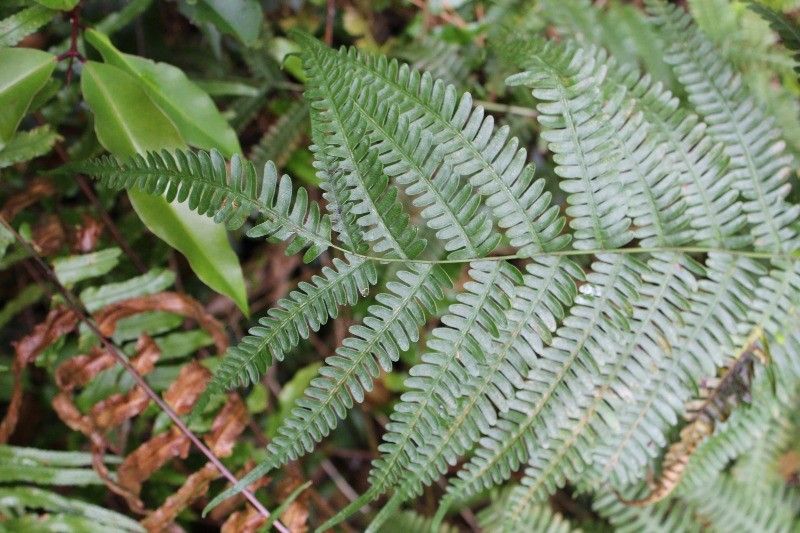 Pteris linearis — search result for 'Pteris'