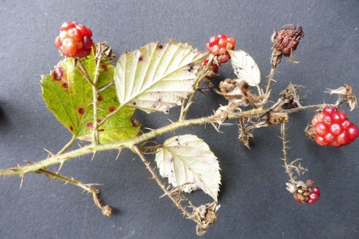 Rubus bracteatus fruit