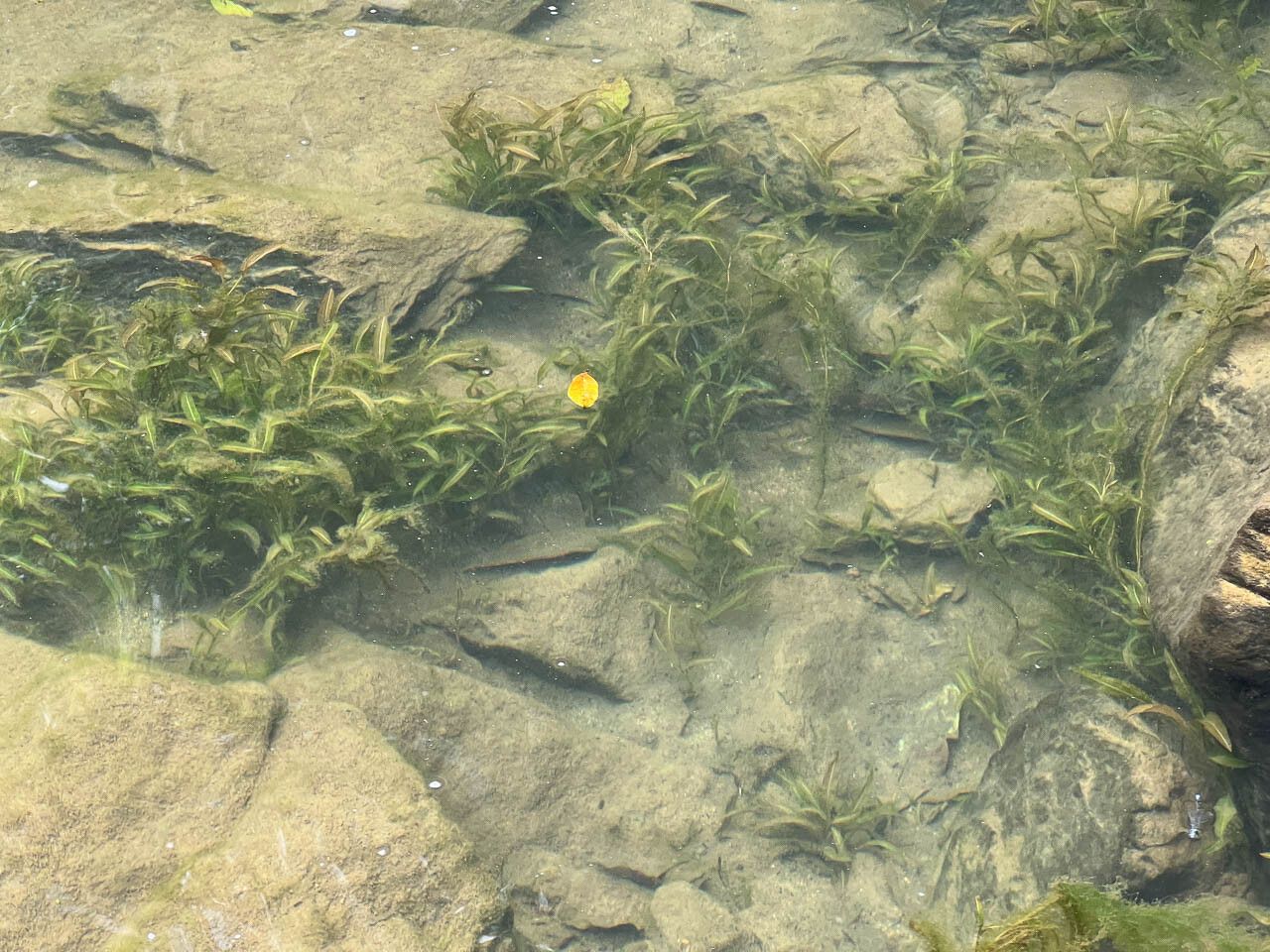 Potamogeton × fluitans habit