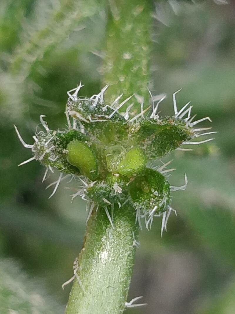 Amsinckia micrantha fruit