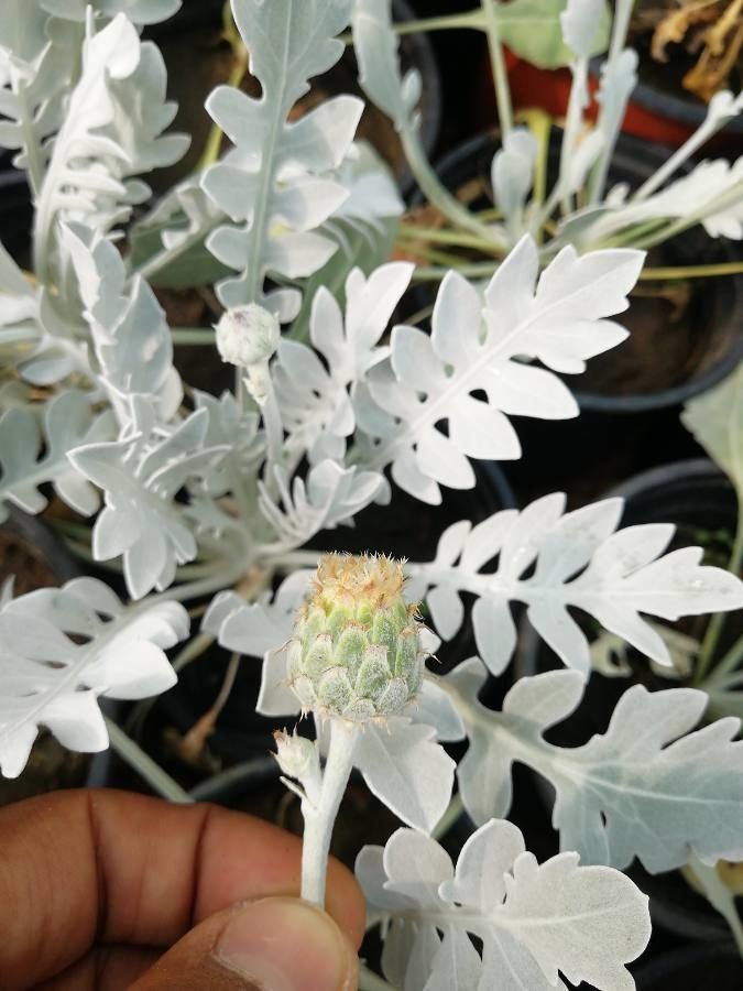Centaurea ragusina fruit