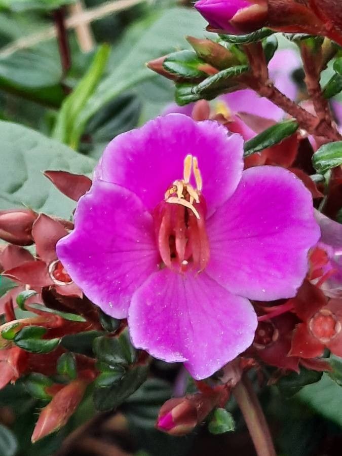 Monochaetum vulcanicum flower