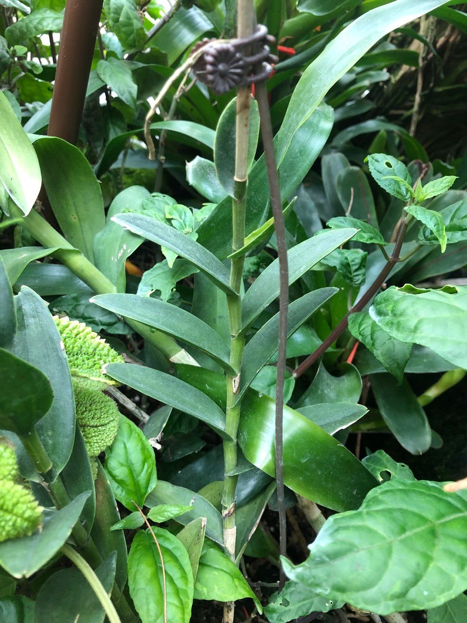 Epidendrum spp. leaf