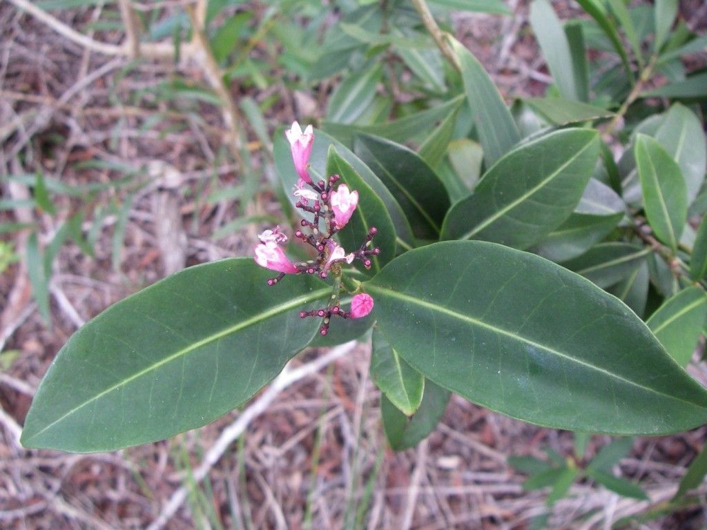 Psychotria pininsularis habit
