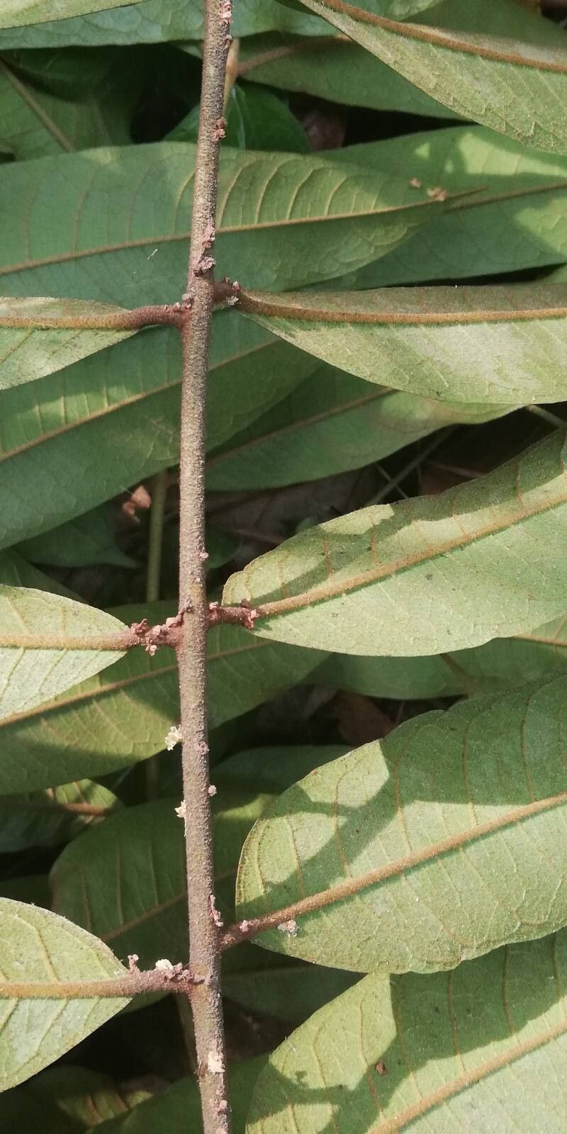 Pachylobus pubescens leaf