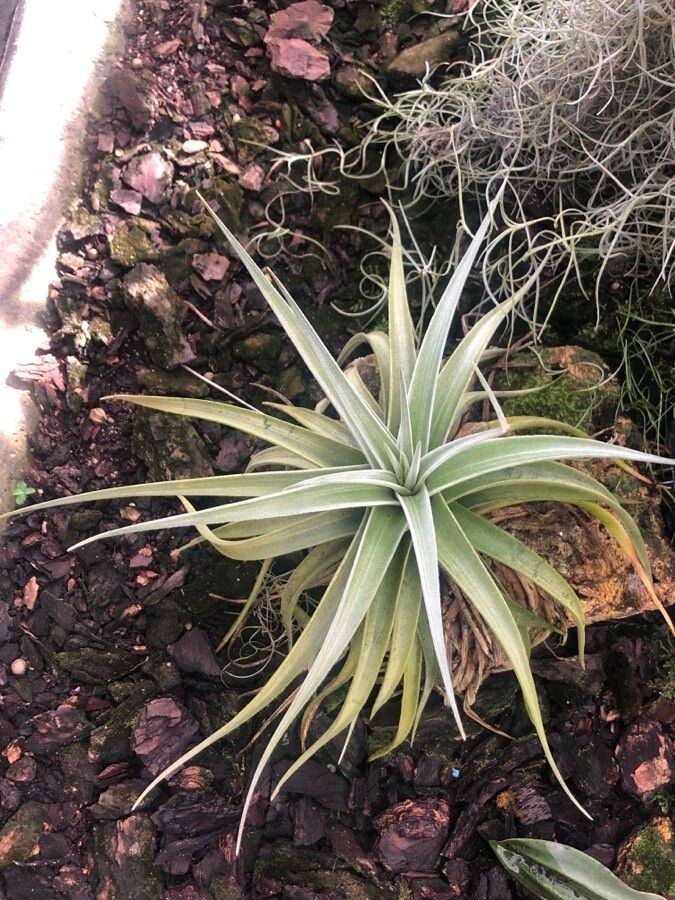 Tillandsia didisticha — search result for 'Bromeliaceae'