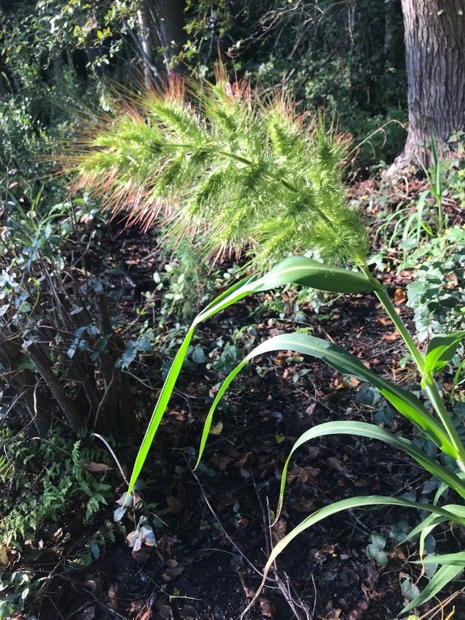 Echinochloa walteri — houseplant care guide