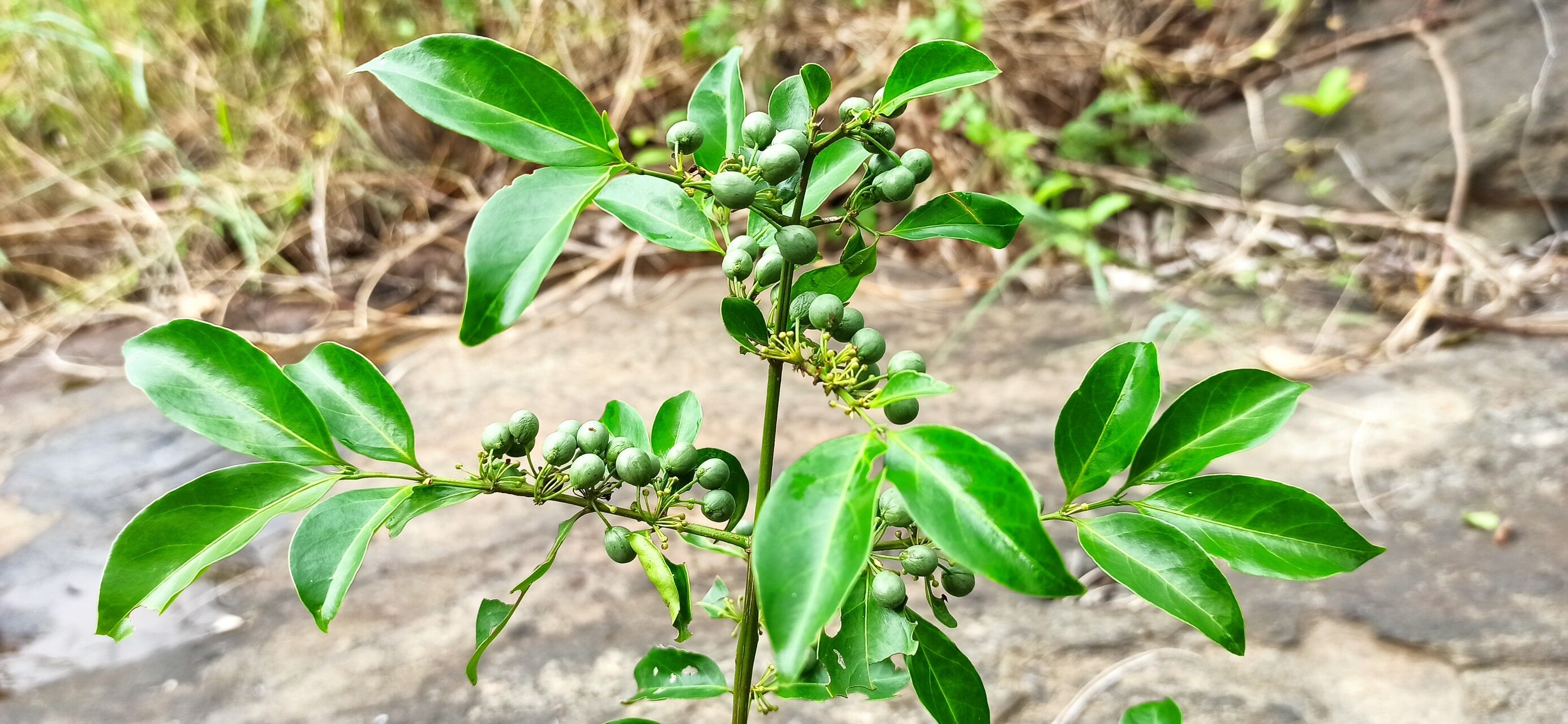 Psydrax acutiflorus — related species from the same genus