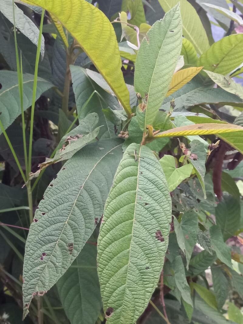 Saurauia selerorum — related species from the same genus