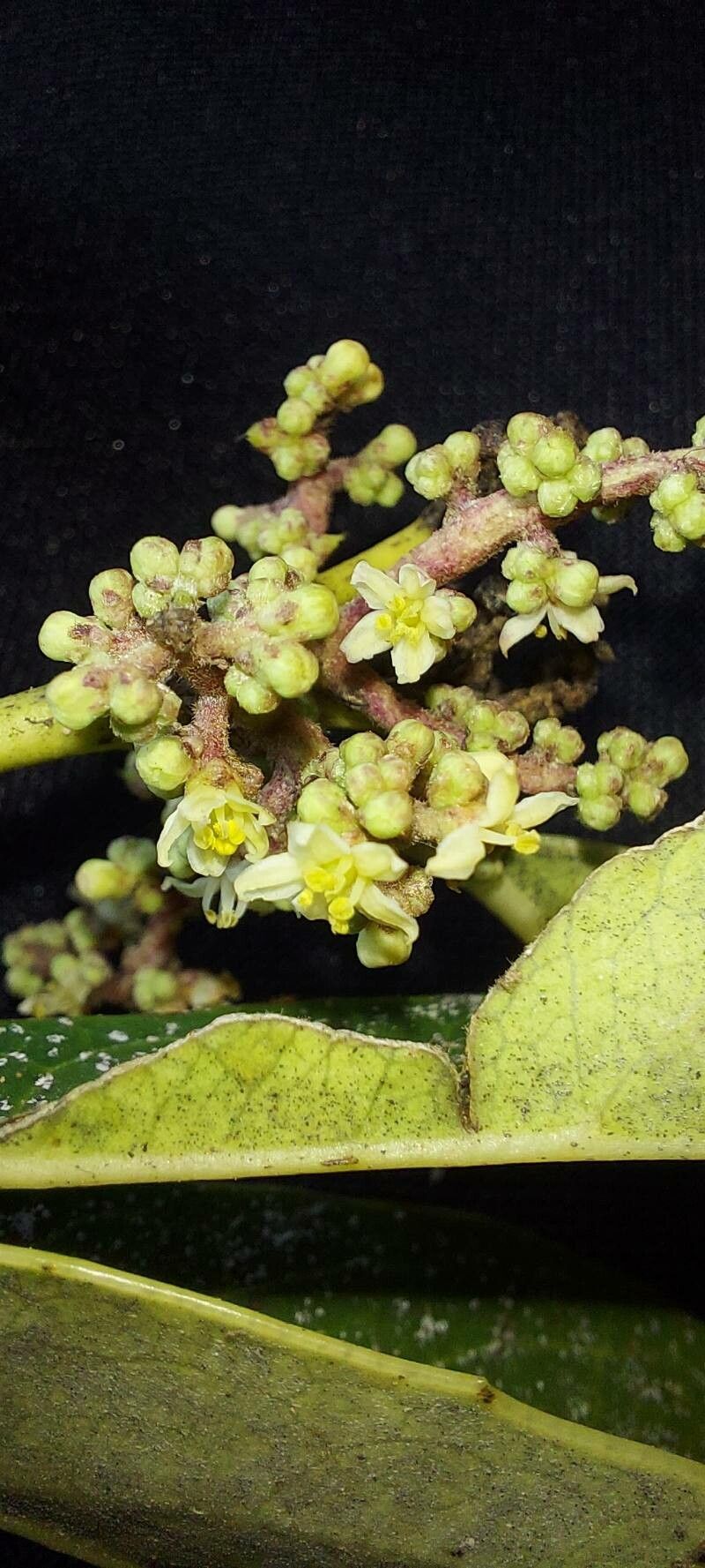 Citronella gongonha flower