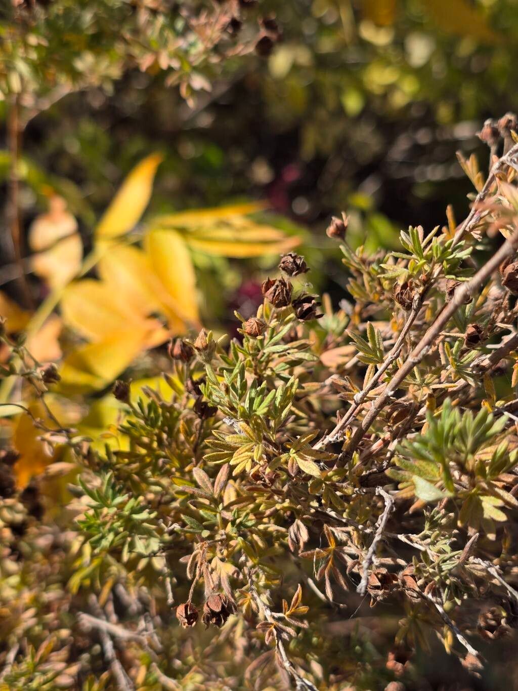 Dasiphora parvifolia leaf
