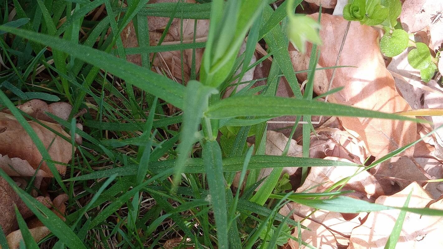 Rabelera holostea — houseplant care guide