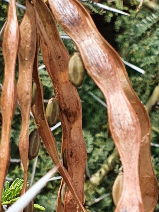 Acacia seyal fruit