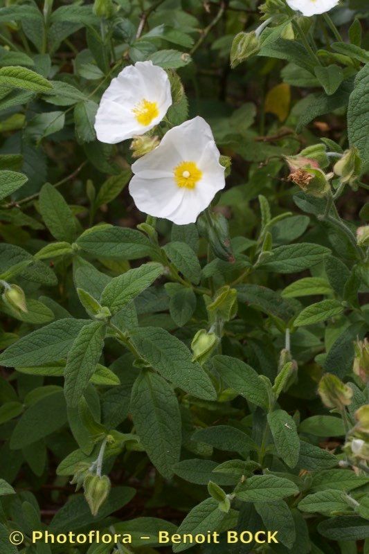 Cistus x obtusifolius habit