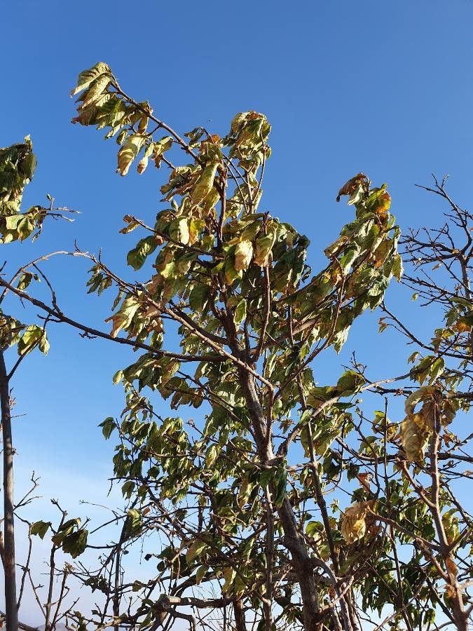Vangueria madagascariensis — search result for 'Rubiaceae'
