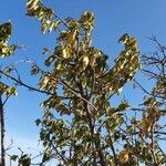 Vangueria madagascariensis