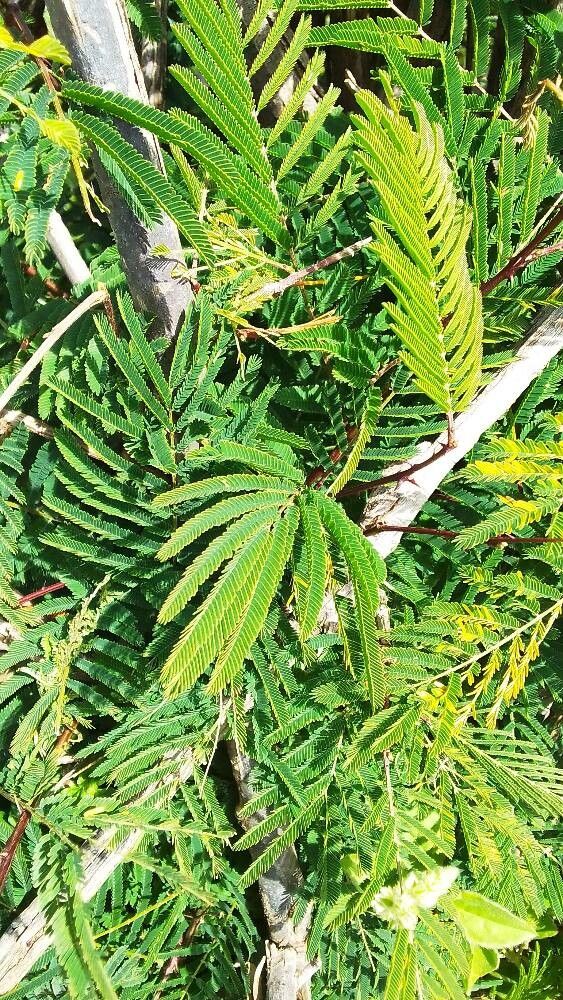 Senegalia brevispica leaf