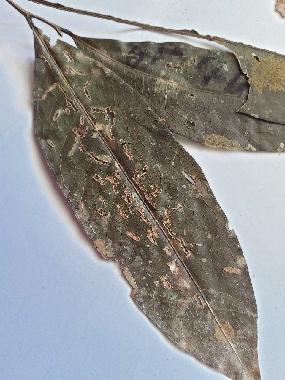 Drypetes fanshawei — houseplant care guide