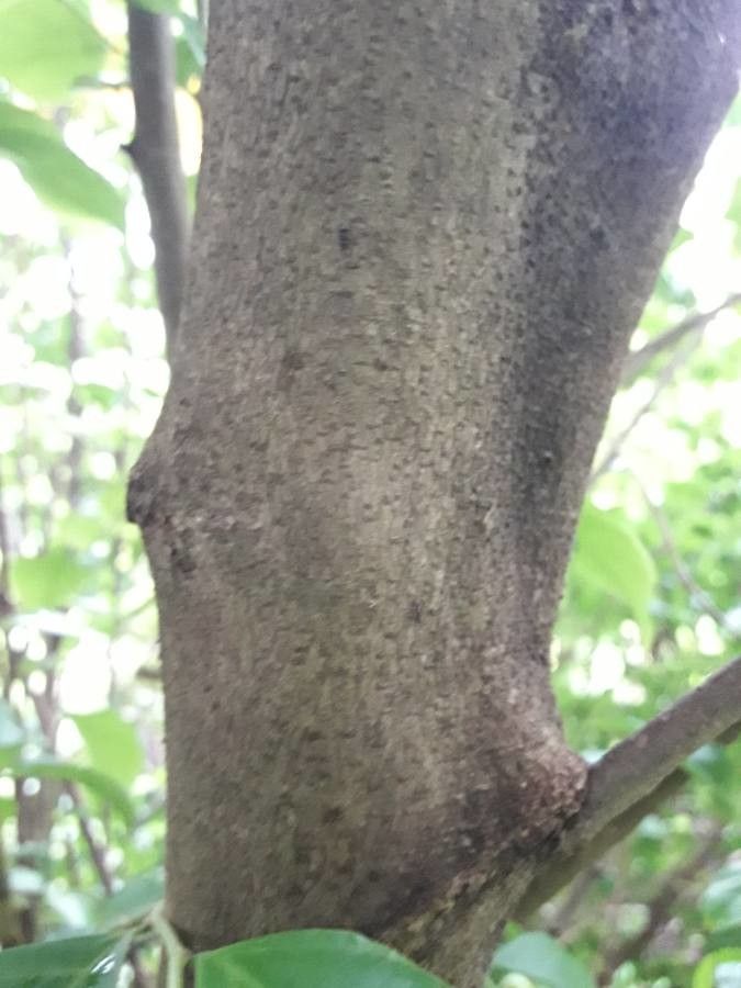 Casearia decandra bark