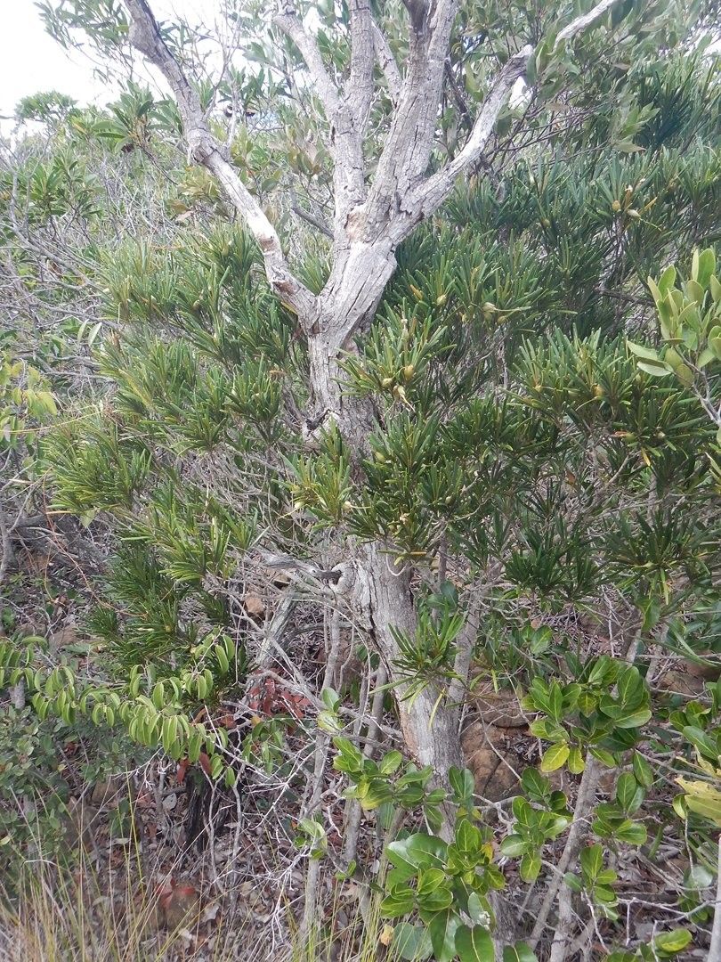 Planchonella pinifolia habit