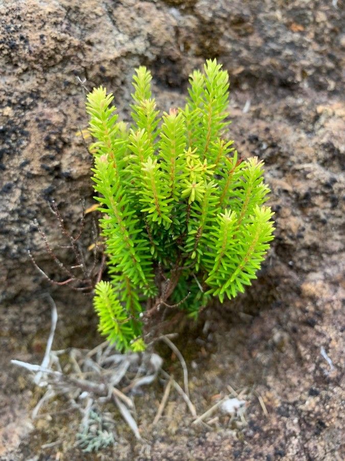 Ceratiola ericoides leaf