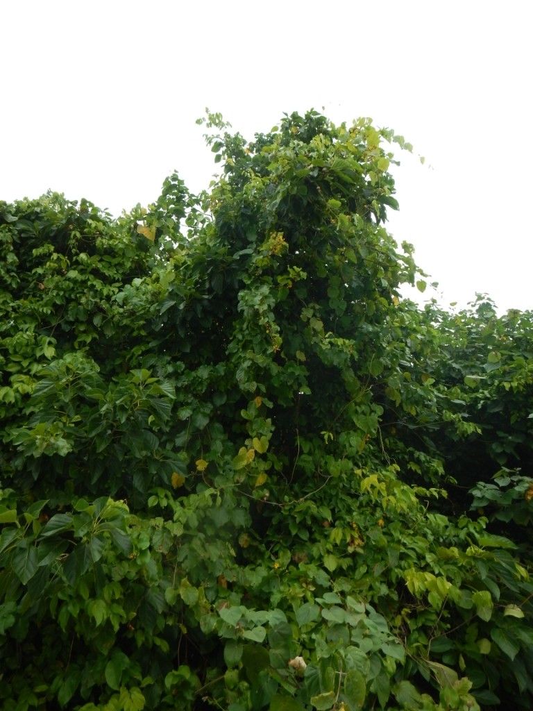 Stigmaphyllon grandifolium habit