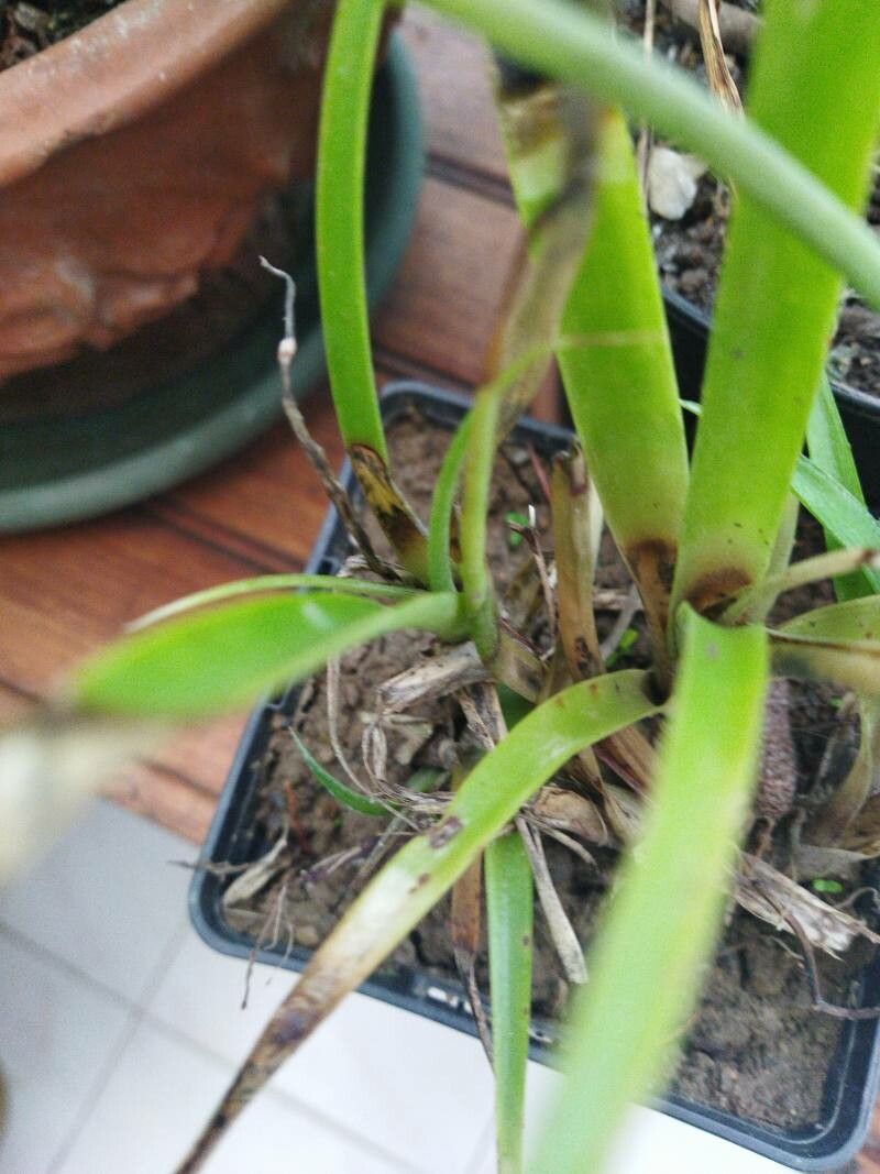 Tillandsia flabellata leaf